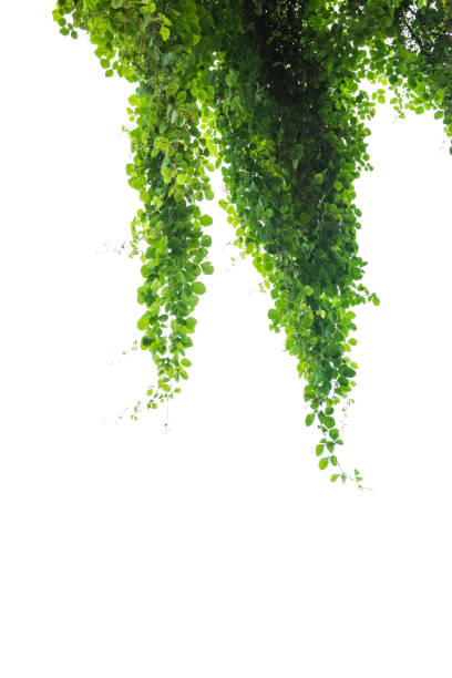 istock Green plant, green leave isolated on white background. 1172863254
