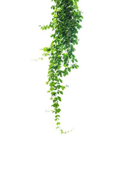 istock Green plant, green leave isolated on white background. 1172863260
