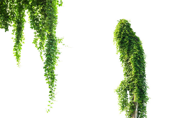 istock Green plant, green leave isolated on white background. 1172863268
