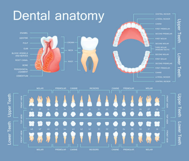 ilustrações de stock, clip art, desenhos animados e ícones de human dental anatomy. tooth anatomy numbering infographics. - canino dente