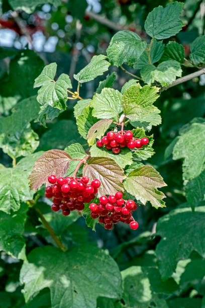 istock ripe berries of viburnum on a Bush 1172863678