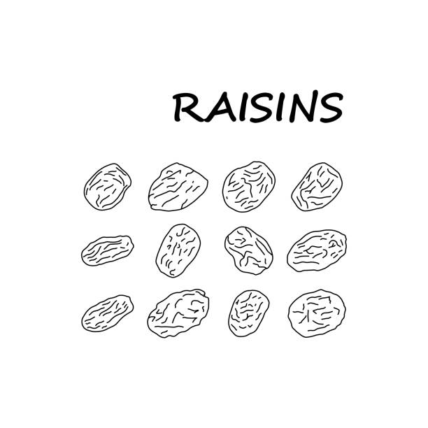 Swollen Raisins Vector 2.400+ Raisin Vector Ilustraciones de Stock, gráficos vectoriales ...