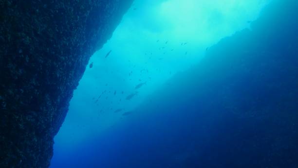 podsea kanion na wyspie ogasawara, japonia - dog tooth tuna zdjęcia i obrazy z banku zdjęć