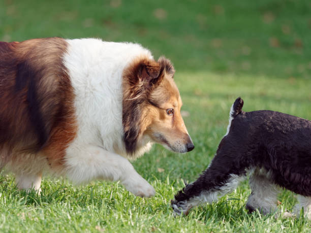 Beautiful tricolor Shetland sheepdog running and sniffing the Schnauzer's ass, typical dog behavior to get to know each other. stock photo