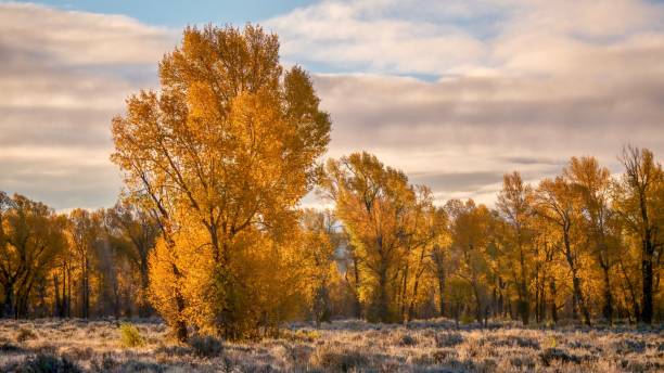 A beautiful autumn landscape, with backlit cottonwood trees looking golden in early morning sunlight. Grand Teton National Park, Wyoming. In Grand Teton National Park, cottonwood trees with fall foliage glow with backlight during a September sunrise. The dawn sky has soft clouds. cottonwood tree stock pictures, royalty-free photos & images