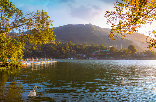 Beautiful Bhimtal lake at Nainital, Uttarakhand, India with scenic landscape at sunset with view of white swan in the lake water