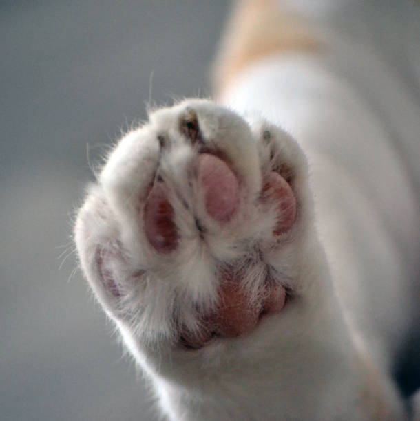 istock Close up of a cat back paw 1172872898
