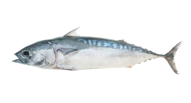 Bullet tuna fish isolated on white Fresh bullet tuna or frigate mackerel fish isolated on white background frigate mackerel stock pictures, royalty-free photos & images