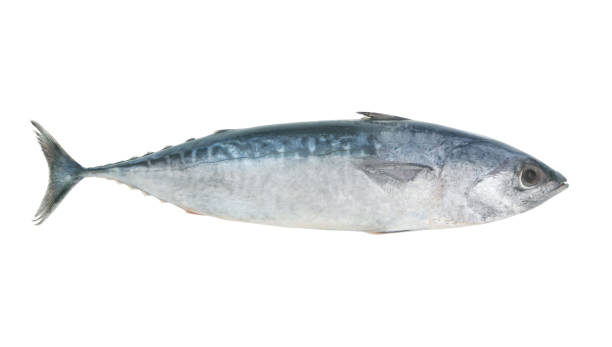 istock Bullet tuna fish isolated on white 1172875973
