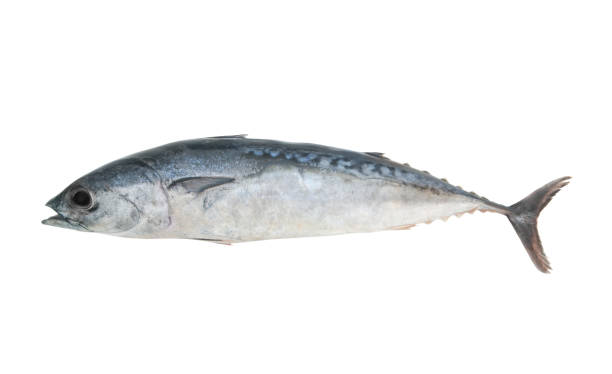 istock Bullet tuna fish isolated on white 1172875974