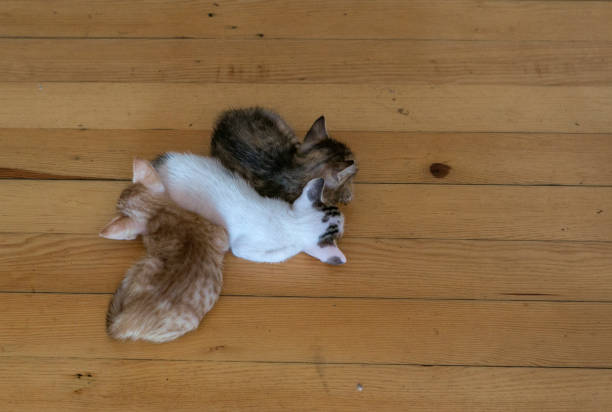 istock stray kitten cat puppies are sleeping in istanbul turkey 1172876073