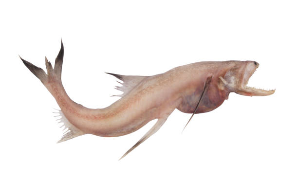 istock Bombay duck fish isolated on white 1172876115