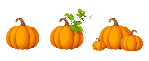 ilustraciones, imágenes clip art, dibujos animados e iconos de stock de juego de calabazas. ilustración vectorial. - calabaza gigante