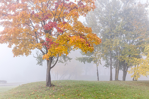 park trees with bright red and orange leaves standing in fog during nasty autumnal day