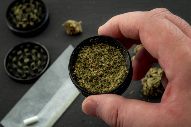 istock Preparing a joint and drug paraphernalia concept theme with man using a herb girder to grind a cannabis bud and roll marijuana joints, next to rolling paper and weed buds isolated on dark background 1172880835