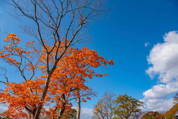 istock Colorful fall foliage in sunny day 1172881307