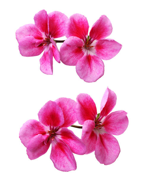 istock Set of pink geranium flowers 1172882165