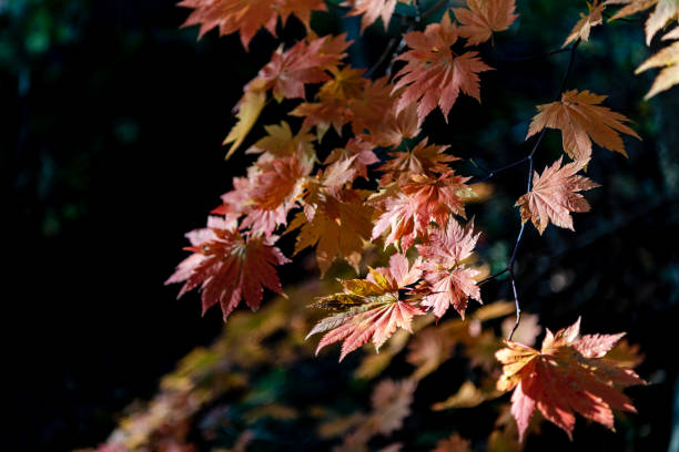 istock close-up colorful fall foliage in sunny day 1172882175