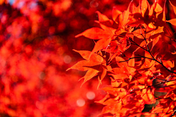 istock close-up colorful fall foliage in sunny day 1172882193