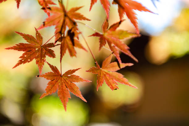 istock close-up colorful fall foliage in sunny day 1172882275