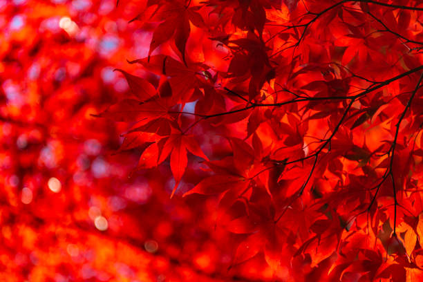 istock close-up colorful fall foliage in sunny day 1172882283
