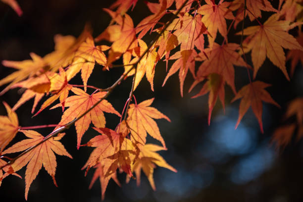 istock close-up colorful fall foliage in sunny day 1172882289