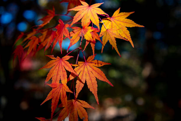 istock close-up colorful fall foliage in sunny day 1172882336