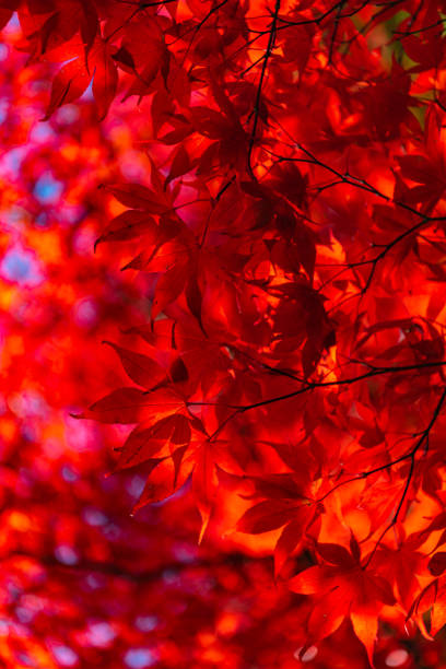 istock close-up colorful fall foliage in sunny day 1172882374