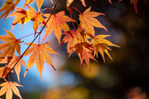 istock close-up colorful fall foliage in sunny day 1172882394