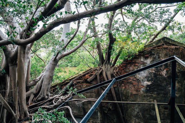 istock Anping Tree House, historical architecture in Tainan, Taiwan 1172883363
