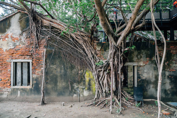 Anping Tree House, historical architecture in Tainan, Taiwan