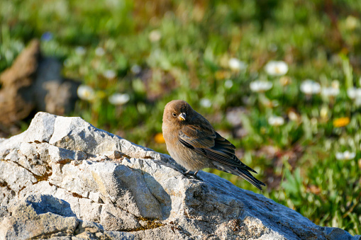 A House Finch (Haemorhous Mexicanus) perching on a rock with food in its beak, Banff National Park, Alberta, Canada.