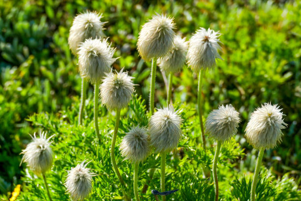 Western Anemones, Banff National Park, Canada