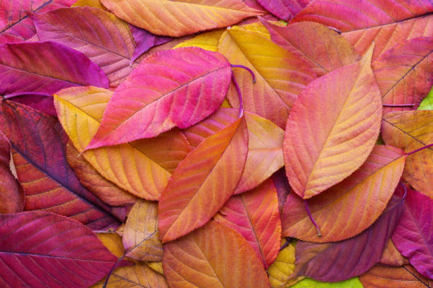 fundo colorido com folhas da cereja do outono. - berry fruit pink vibrant color leaf - fotografias e filmes do acervo