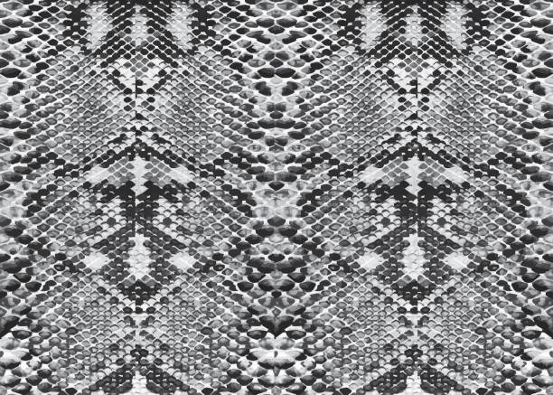 Snake Skin, Vector Design snake skin design python stock illustrations