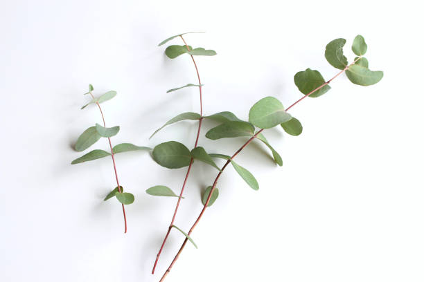 istock Frame, corner made of green Eucalyptus leaves and branches on white background. Floral composition. Feminine styled stock flat lay image, top view. Copy space. 1172885841