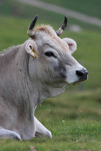 Grey alpine cow Grey alpine cow portrait. avelengo stock pictures, royalty-free photos & images