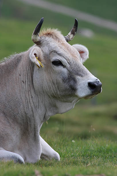 vaca alpina cinzento - hafling imagens e fotografias de stock