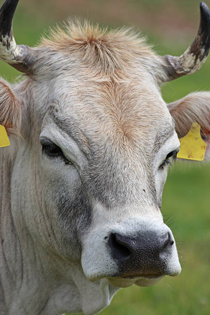 Grey alpine cow portrait  avelengo stock pictures, royalty-free photos & images