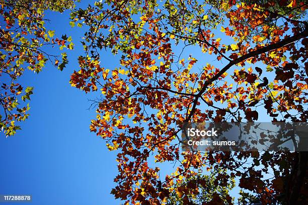 Outono De Ramos - Fotografias de stock e mais imagens de Amarelo - Amarelo, Beleza natural, Castanho