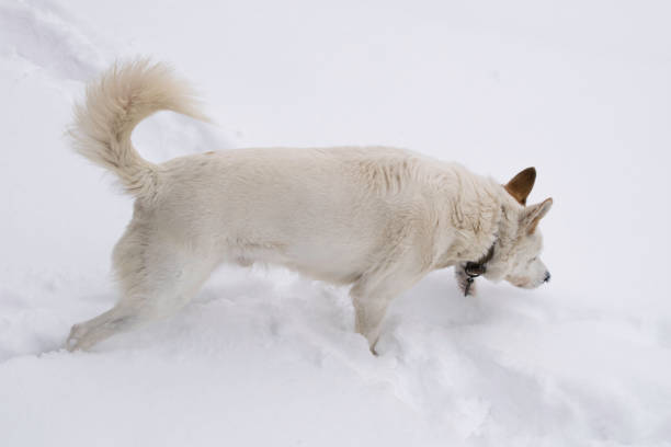 istock White dog walking through the deep snow 1172889315