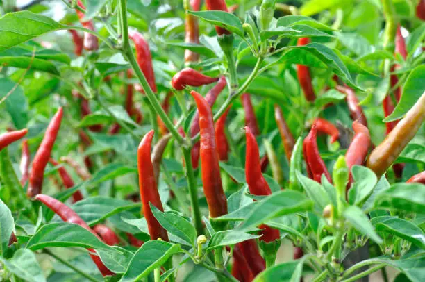 close-up of growing chili peppers in the vegetable garden"n