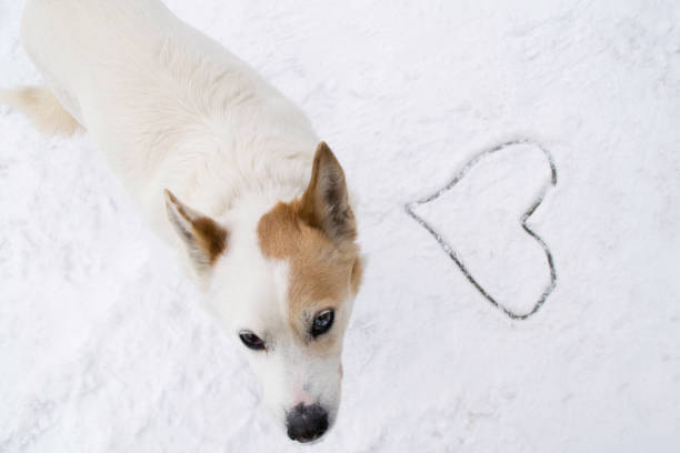 istock White dog and drawn heart in the snow 1172890382