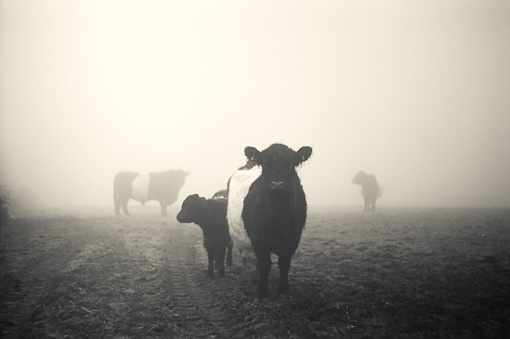 Galloway herd with calves in a misty winter field, photographed in black and white 35mm film.