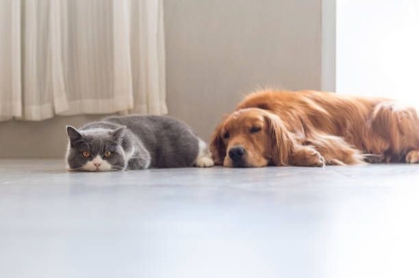 istock British shorthair and golden retriever friendly 1172891871