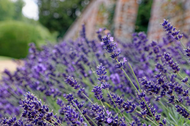 istock Lavender meadow in the garden 1172893981