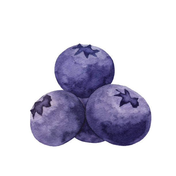 ilustrações, clipart, desenhos animados e ícones de uvas-do-monte da aguarela - vacínio