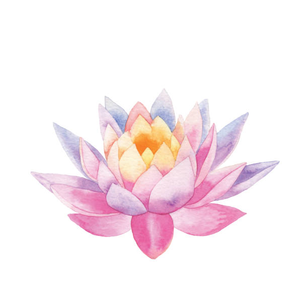 aquarell lotus - white background isolated on white vibrant color drawing stock-grafiken, -clipart, -cartoons und -symbole