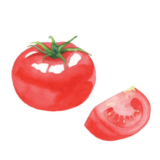 akwarela pomidor - tomato isolated freshness white background stock illustrations