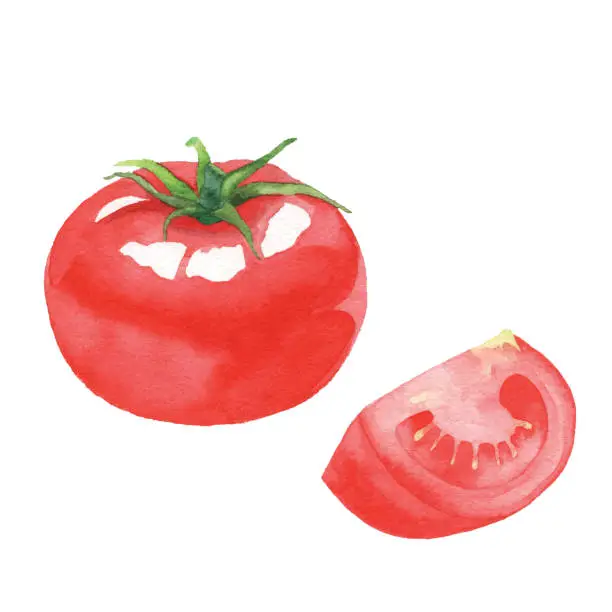 Vector illustration of Watercolor Tomato